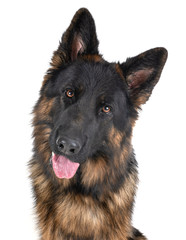 german shepherd in studio