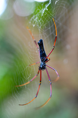 Giant golden orb weaver 