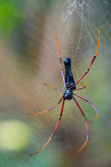 Giant golden orb weaver 
