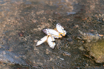 The Common Map butterflies at dorsal view; they are having mineral while resting on a wet stone patio with algae surface, background blurred and copy space.