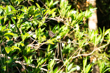 The Common Sailor butterfly with a blurry group of the small and white flying insects perching on the green leaves in the rainforest background blurred and bokeh.  .
