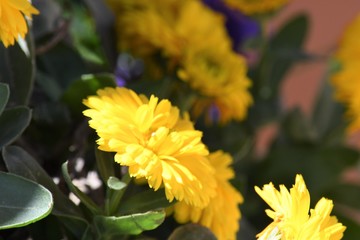Beautiful Yellow Mums
