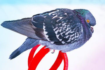 Bird pigeon close-up sitting on a red metal fence in winter