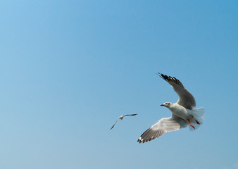 Seagulls are flying and soaring, looking for food while it is still day in the clear blue sky background and copy space.