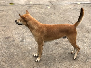 brown dog standing and stair at something