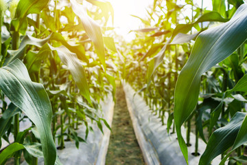 Obraz premium Corn plant with green leaves growth in agriculture field outdoor in sunset