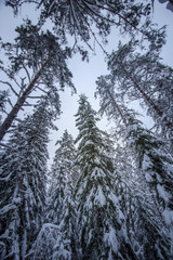 Beautiful snow covered tall trees in a winter forest