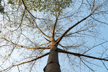 Giant cotton tree branches reach out in all direction and up high in the blue sky background with the shade of sunlight.