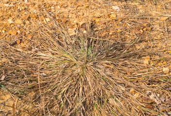 Grass clockwise is amazing for its movement secret. It is growing in the same area of the soil pillars at Sri Nan National Park in Nan province, northern Thailand, Asia.