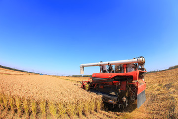 Obraz premium Harvester machine is harvesting rice