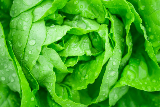 Closeup Fresh Organic Green Leaves Lettuce Salad Plant In Hydroponics Vegetables Farm System