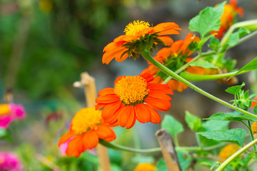 Mexican sunflowers, tithonia rotundifolia, color the garden with the bright orange blossoms, long stem and green leaves, selective focus, blurred background and copy space.