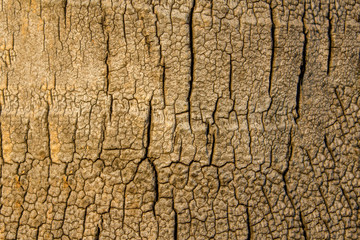 old gray palm trunk with cracks closeup. natural surface texture