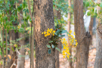 Yellow Dendrobium Orchid plants naturally grow and produce the lovely bunches of fragrant flowers on the big tree trunk in the jungle, selective focus, blurred background, bokeh, and copy space.