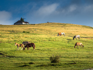 Horses grazing on a mountain. Wild landscape with horses in summer season into the mountains. Horse in nature, space for text