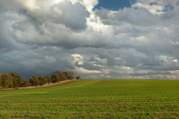 Fototapeta na wymiar Green field and autumn skies (Western Crimea)