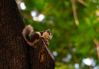 Squirrel, perching on the tree trunk while holding and eating peanut pleasantly in the public park with selective focus, shady green background blurred, copy space and beautiful bokeh.