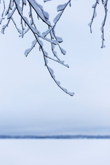 Close-up of snowy branches against overcast sky in the winter. Defocused snowy lake and horizon is in the background. Minimalistic photo, blue hue. Tampere, Finland.