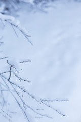 Close-up of snow covered branches against defocused snowy ground in the winter. Minimalistic photo, blue hue. Copy space.