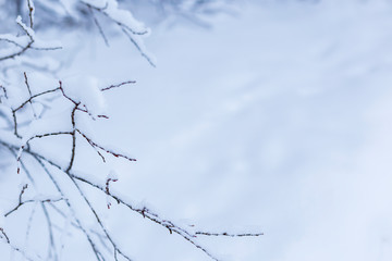 Close-up of snow covered branches against defocused snowy ground in the winter. Minimalistic photo, blue hue. Copy space.