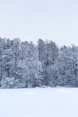 Beautiful view of snowy and frosty trees in a forest and snowy lake on a cloudy day in the winter in Tampere, Finland. A slight blue hue.
