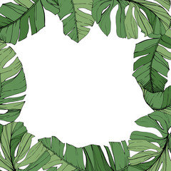 Fototapeta premium Vector Green leaf plant botanical foliage. Engraved ink art. Palm beach tree leaves. Frame border ornament square.