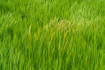 Rice plantation with some young grains growing naturally with grass and weed in the paddy field depicting the bright green texture of natural local scenery of the western part of Thailand, Asia.