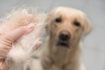 Dog wool close up. Concept of animal molting