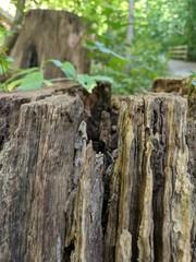 bark of a tree