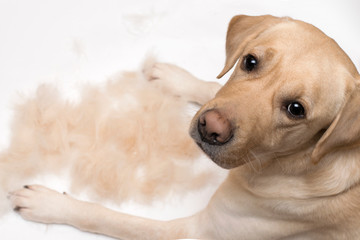 Concept of molting dogs. Labrador slurps in a pile of his wool, top view