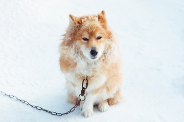 Fluffy red chained dog outdoors in winter on snow looking