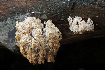 Artomyces pyxidatus, a coral fungus that is commonly called crown coral or crown-tipped coral fungus