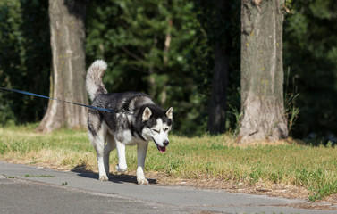 dog in forest