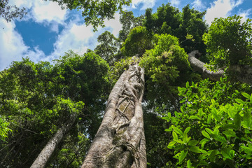 Hinterland, Bushland, Australien, 2019