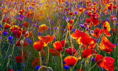 a natural composition of red poppies at sunrise