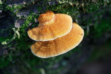 Orange polypore, Pycnoporus fulgens