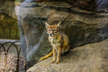red fox