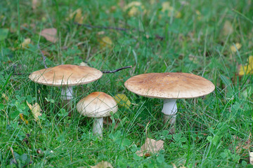Blusher mushroom, Amanita rubescens