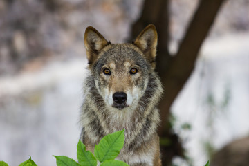 wolf in the forest