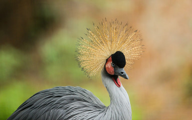 Fototapeta premium crowned crane