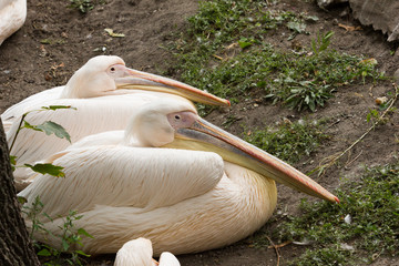 portrait of a pelican