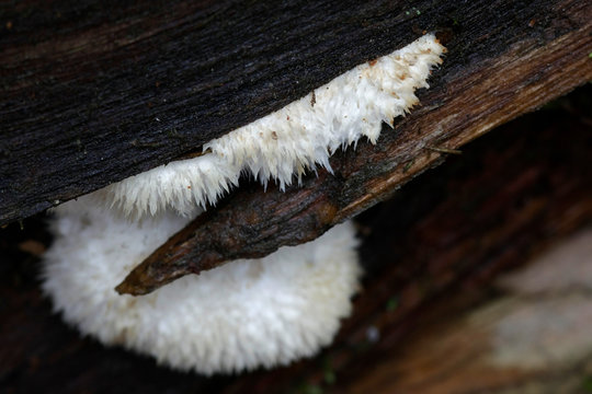 Powderpuff bracket fungus, Postia ptychogaster