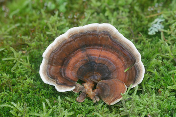 Turkey tail, Trametes versicolor
