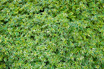 green leaves natural background wallpaper, texture of leaf, leaves with space for text 