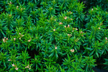 green leaves natural background wallpaper, texture of leaf, leaves with space for text 