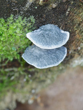 Conifer blueing bracket fungus, Postia caesia