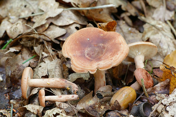 Lactarius quietus, Oakbug Milkcap mushroom