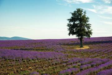 Fototapeta na wymiar Lavender flower blooming scented fields in endless rows