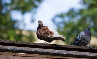 pigeons on fence