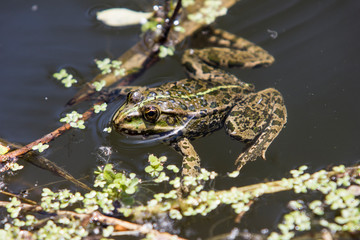 frog in pond